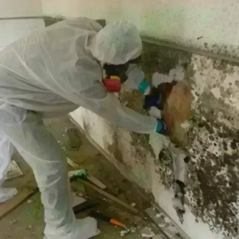 Mold Remediation and Removal in Camden, AR